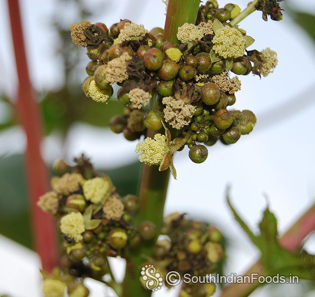 Amanakku flower